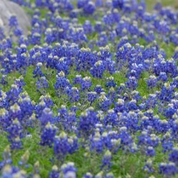Field of Blue